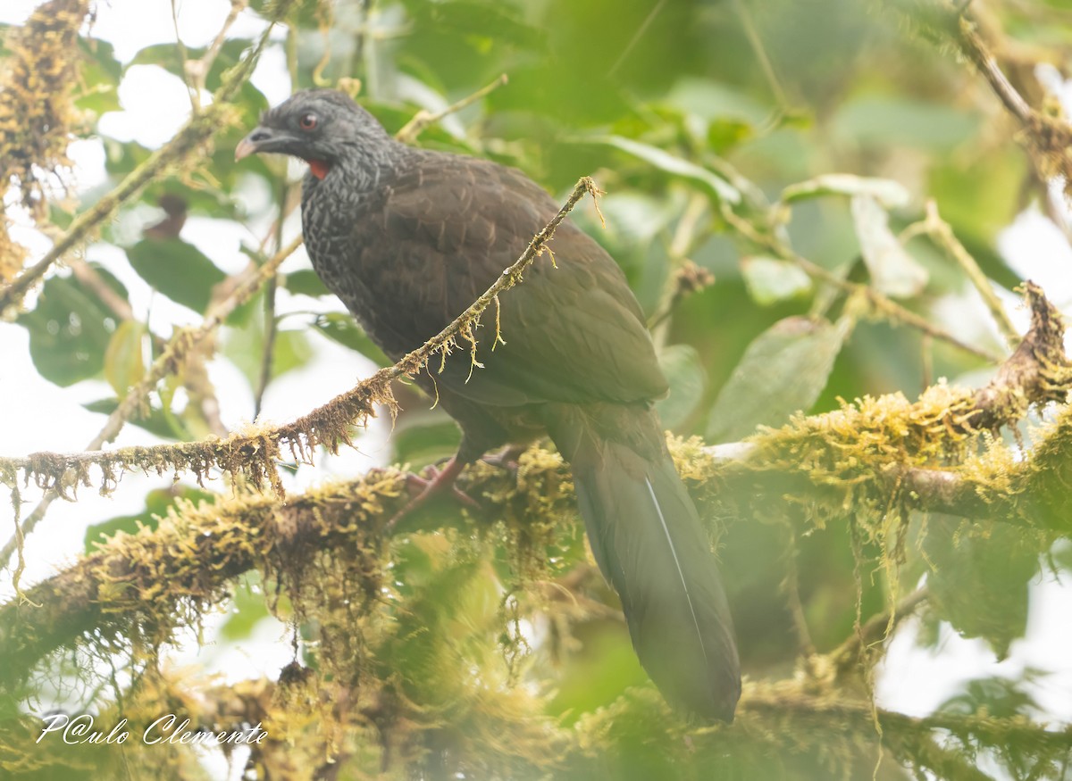 Andean Guan - ML639532403