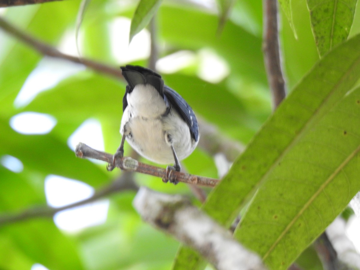 Wing-barred Seedeater (Caqueta) - ML639532450