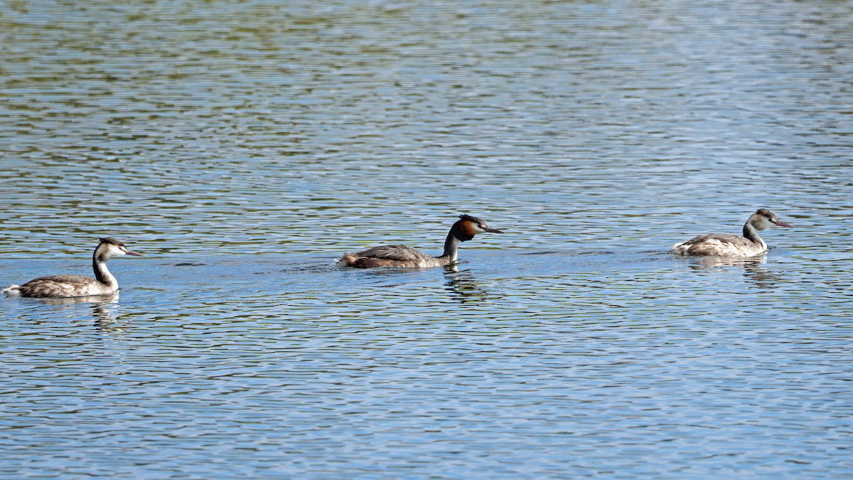 Great Crested Grebe - ML639532455