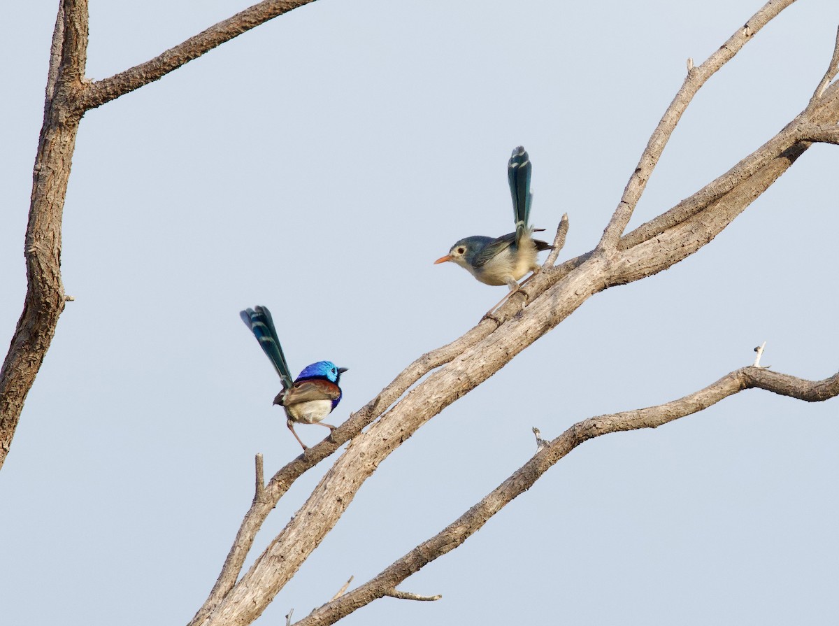 Purple-backed Fairywren (Lavender-flanked) - ML639532457