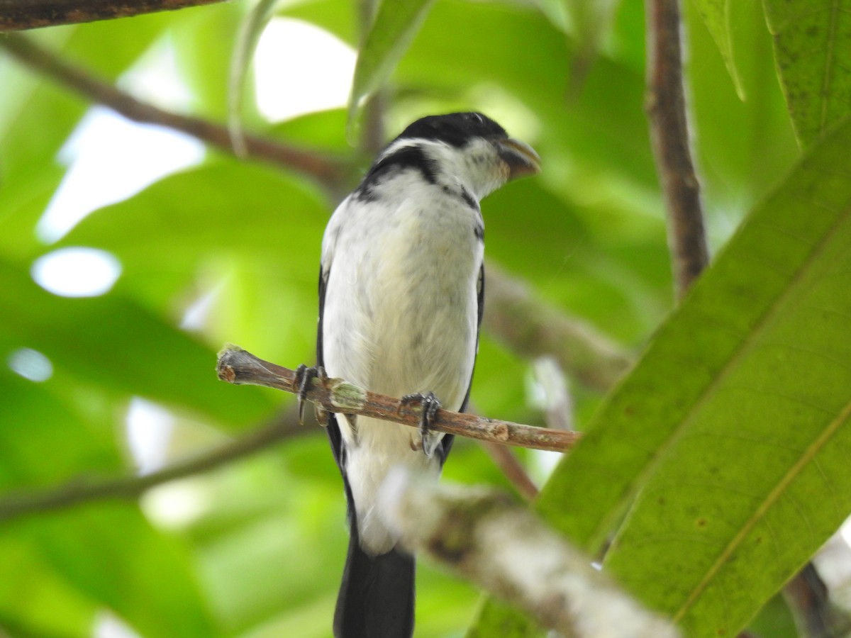 Wing-barred Seedeater (Caqueta) - ML639532468