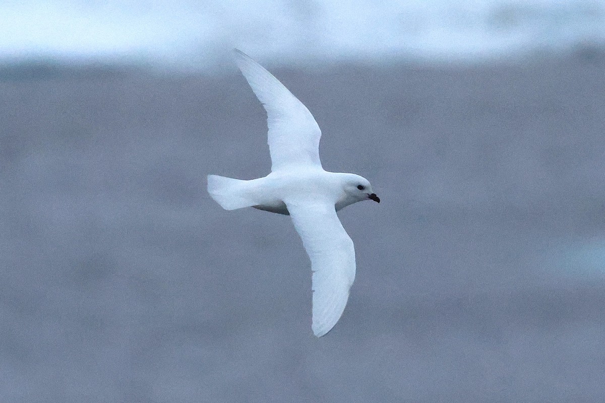 Snow Petrel - ML639532489