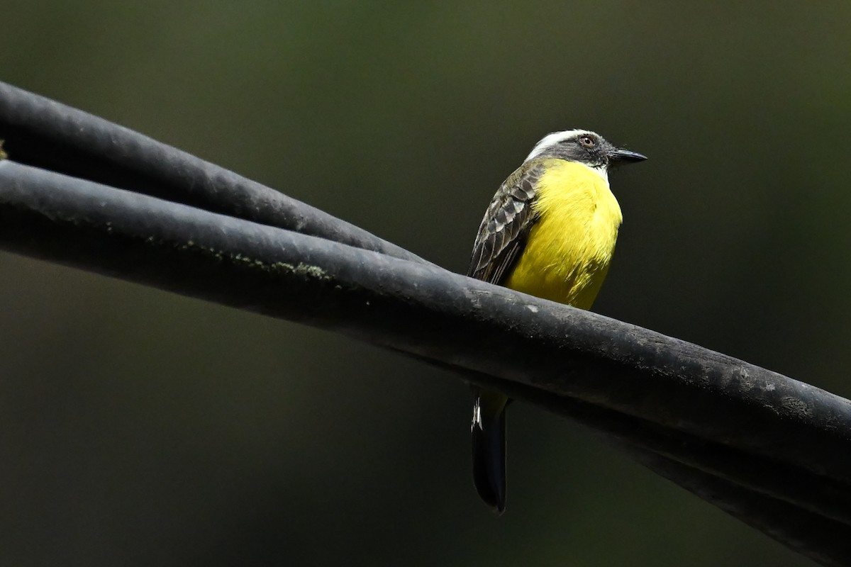 Social Flycatcher - ML639532535