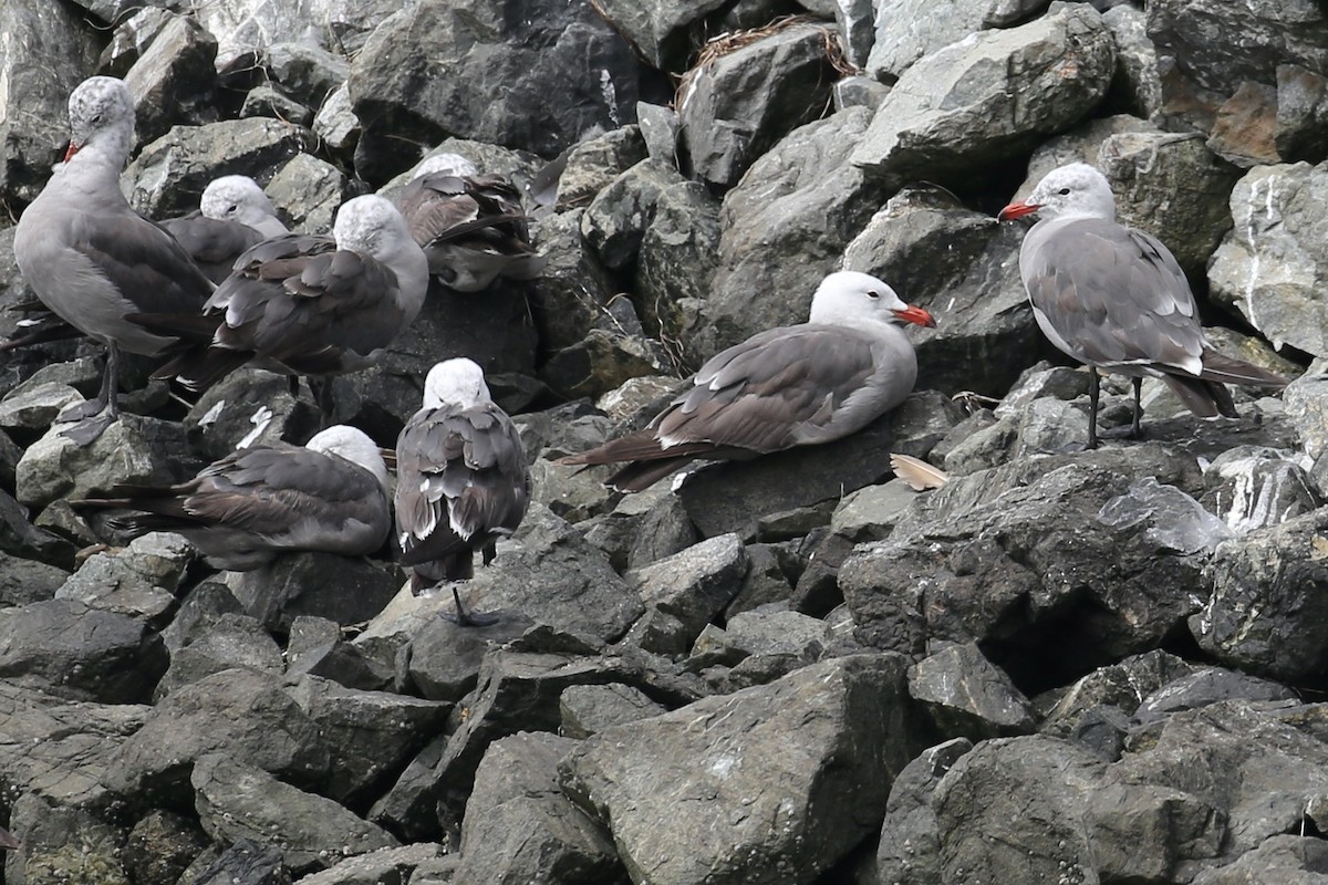 Heermann's Gull - ML639532553