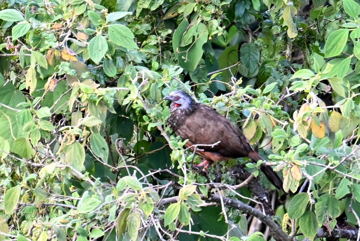 Andean Guan - ML639532619