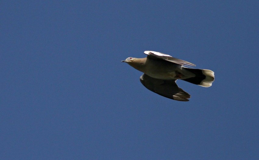 White-winged Dove - ML639532703