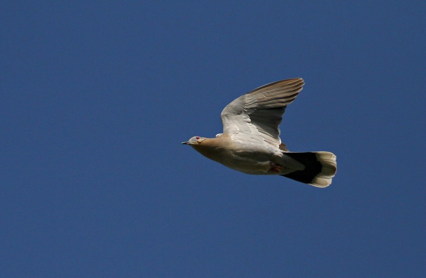 White-winged Dove - ML639532704