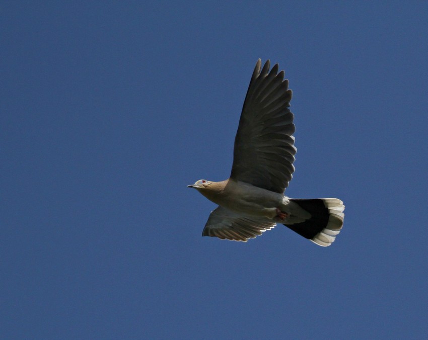 White-winged Dove - ML639532705