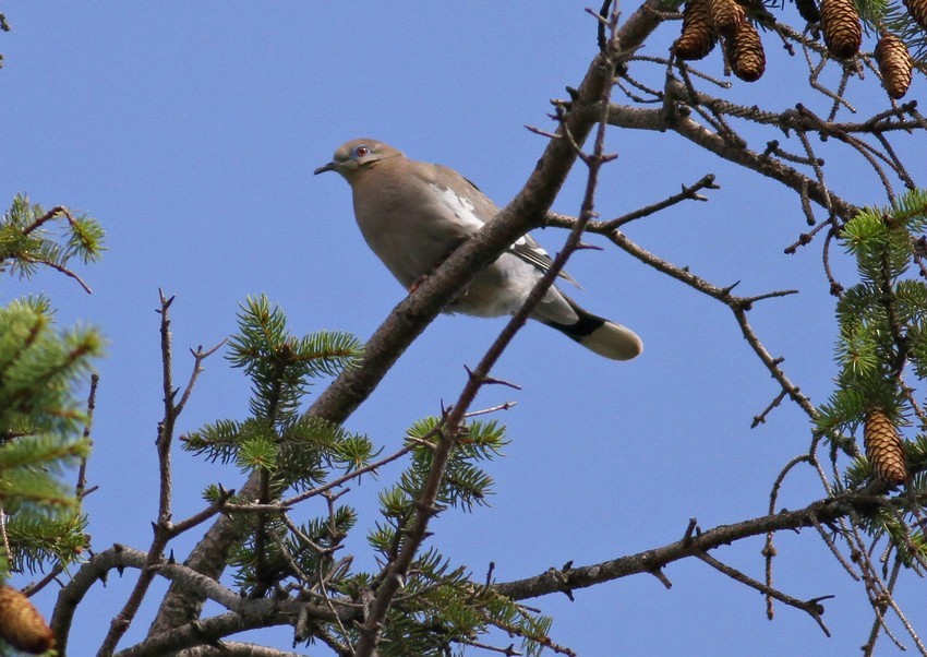 White-winged Dove - ML639532708