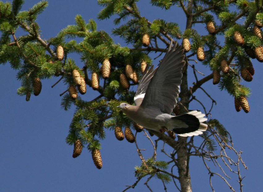 White-winged Dove - ML639532709