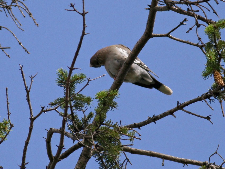 White-winged Dove - ML639532710