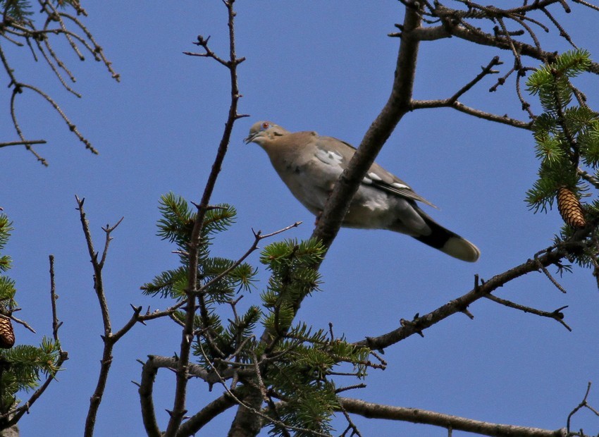 White-winged Dove - ML639532711