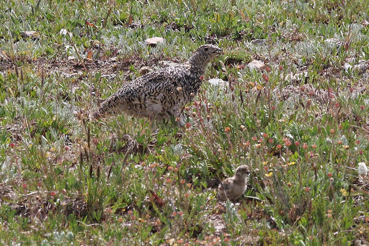 White-tailed Ptarmigan - ML639532714