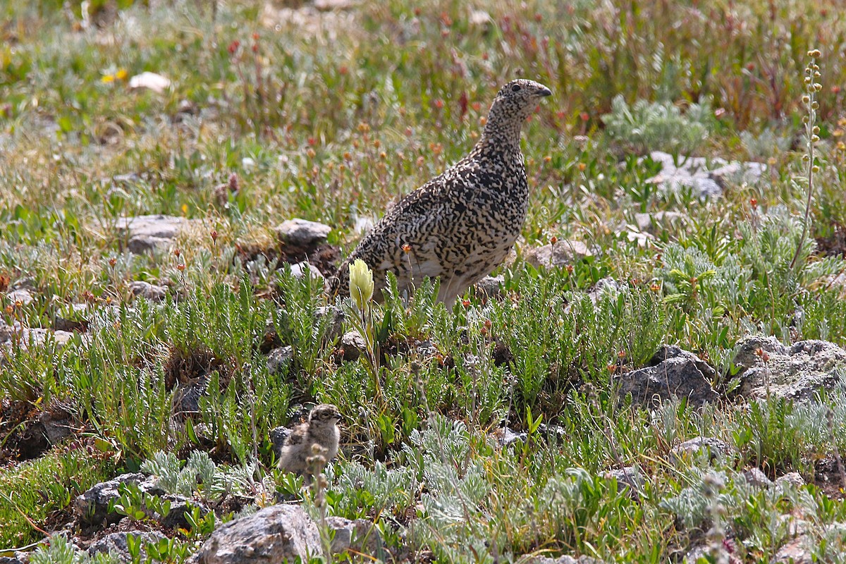 White-tailed Ptarmigan - ML639532715