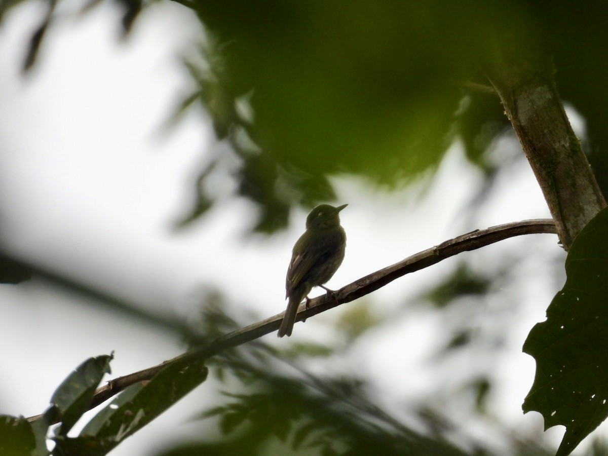 Olive-striped Flycatcher - ML639532912