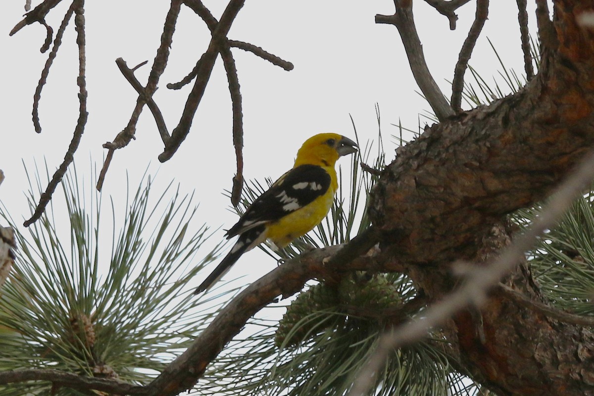 Yellow Grosbeak - ML639532920