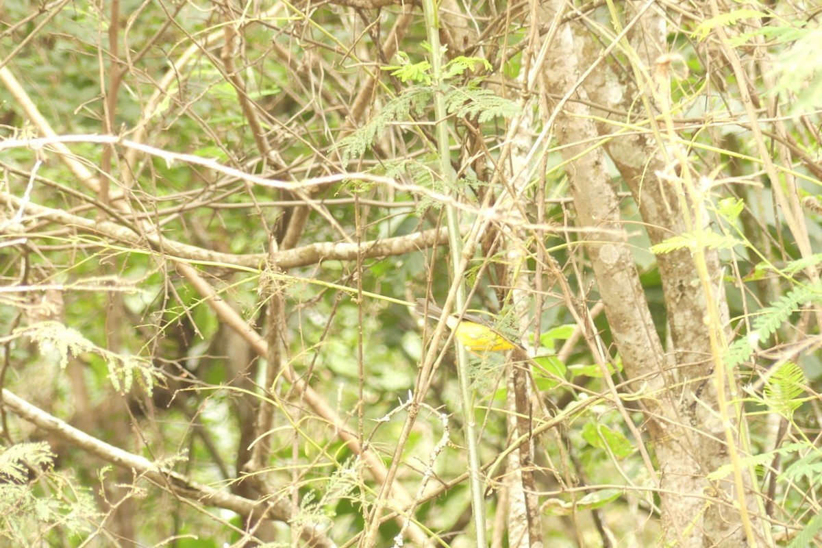 Three-banded Warbler - ML639532945