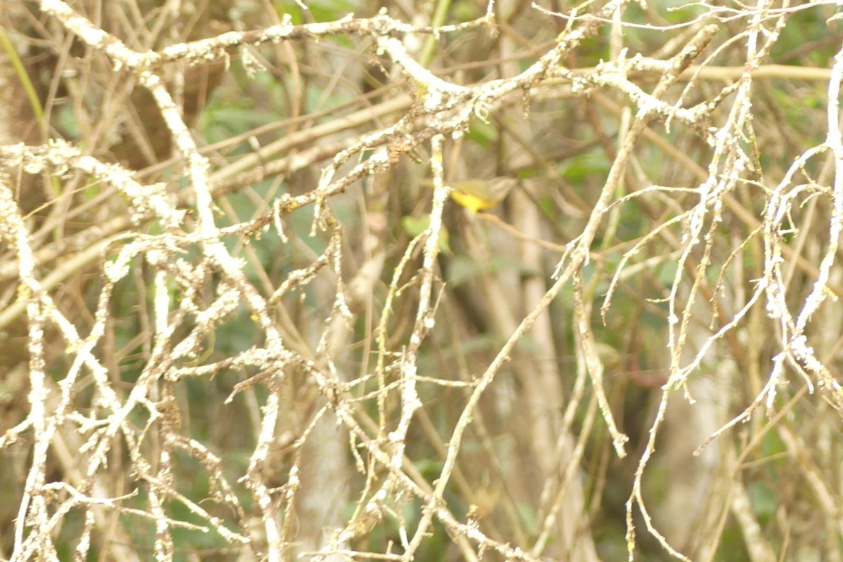 Three-banded Warbler - ML639532946
