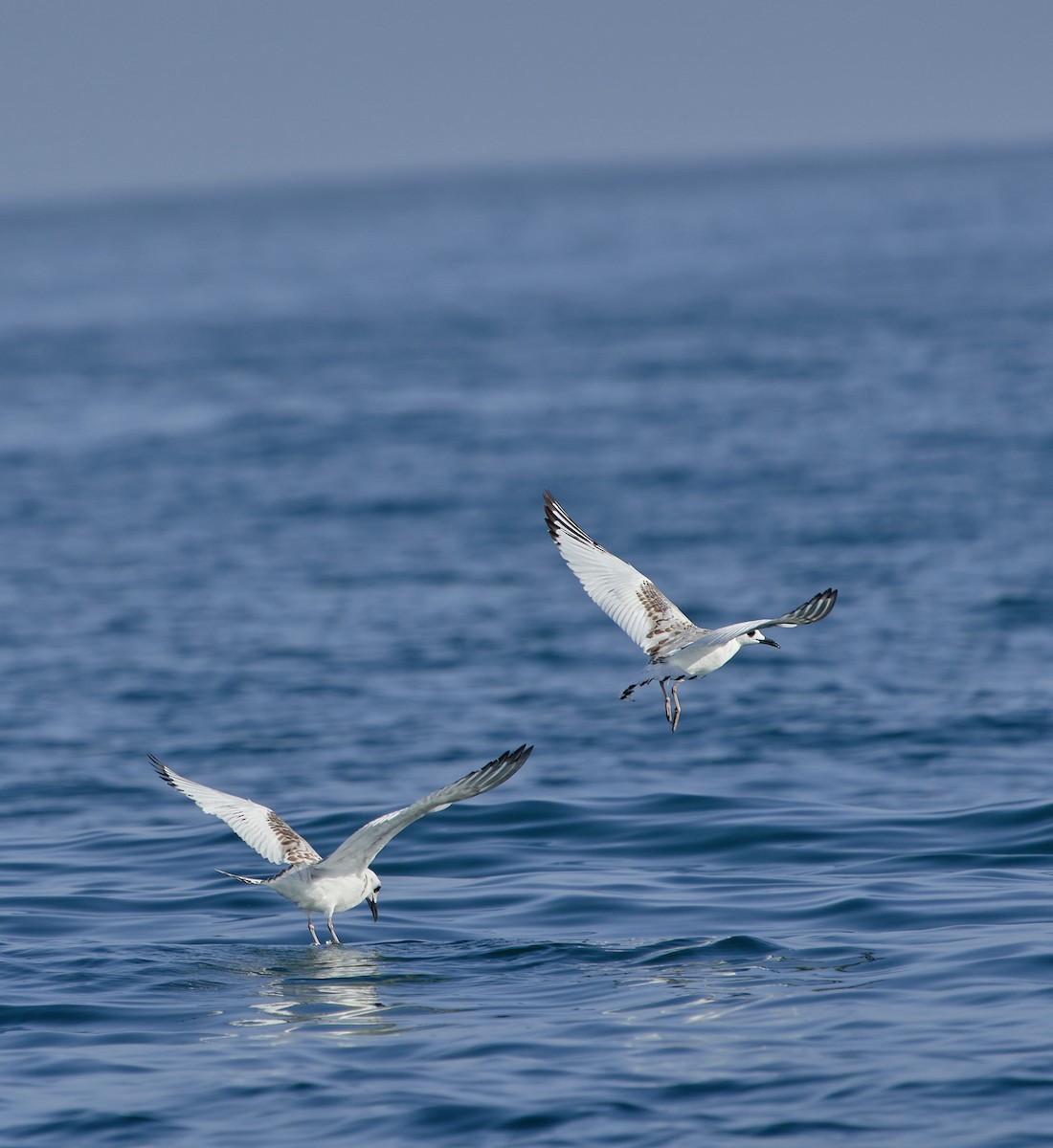 Swallow-tailed Gull - ML639532950