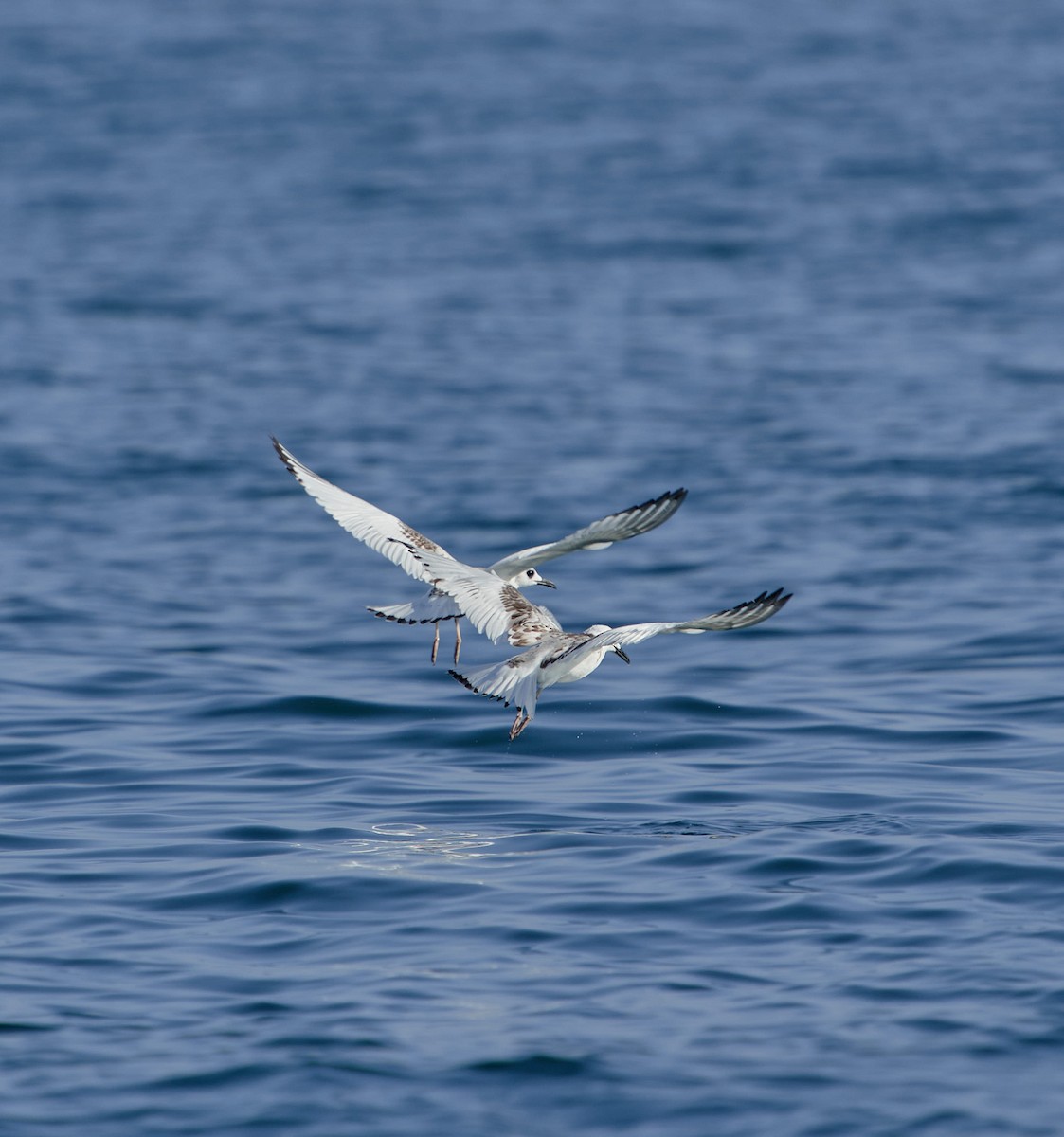 Swallow-tailed Gull - ML639532951