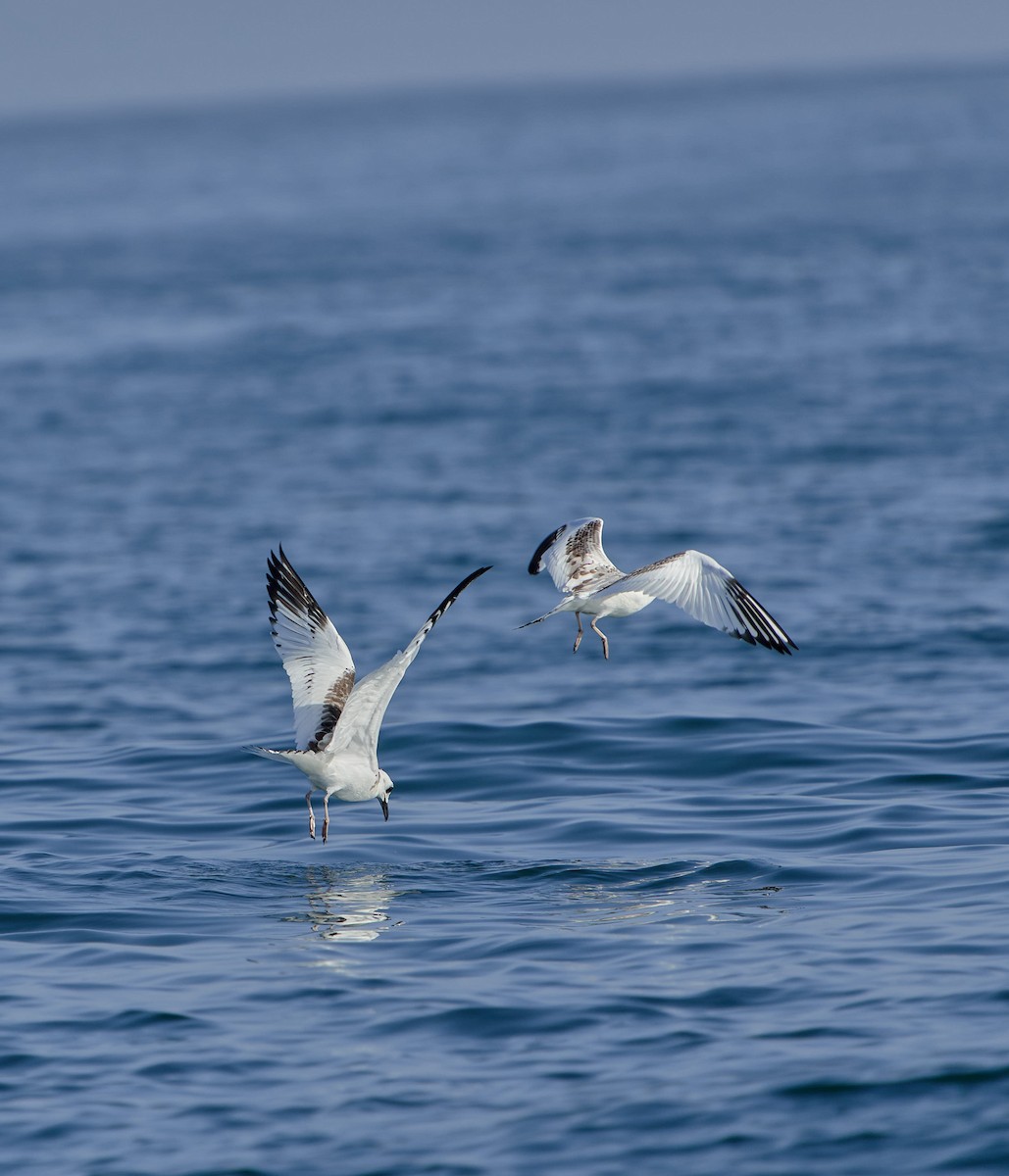 Swallow-tailed Gull - ML639532952