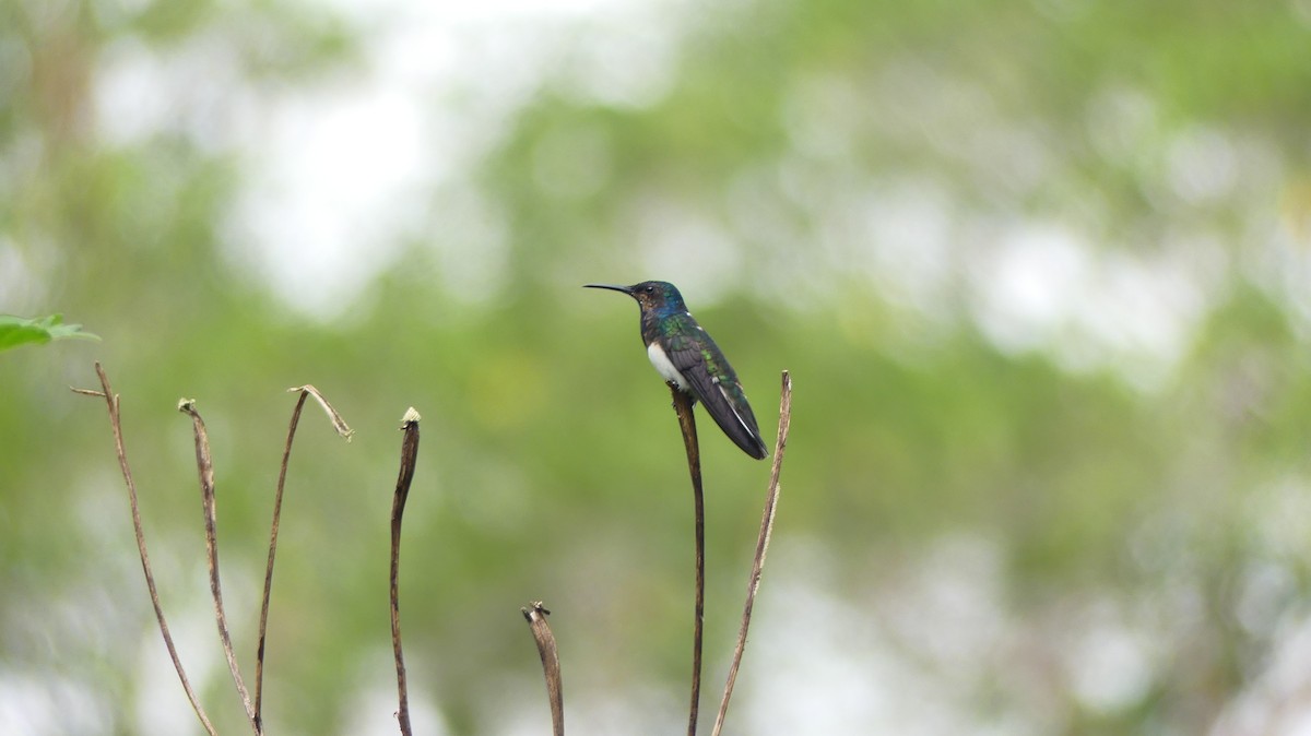 White-necked Jacobin - ML639532956