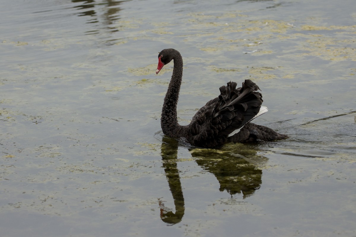 黑天鵝 - ML639532962