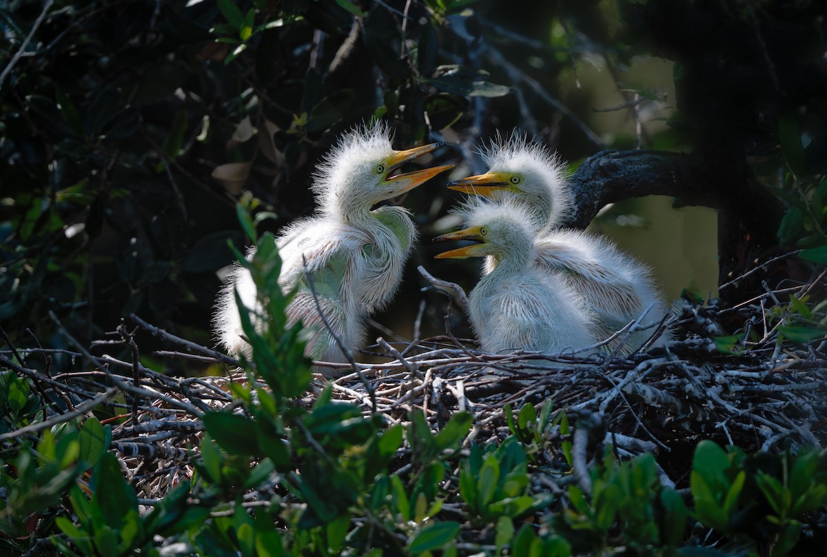 Great Egret - ML639533006