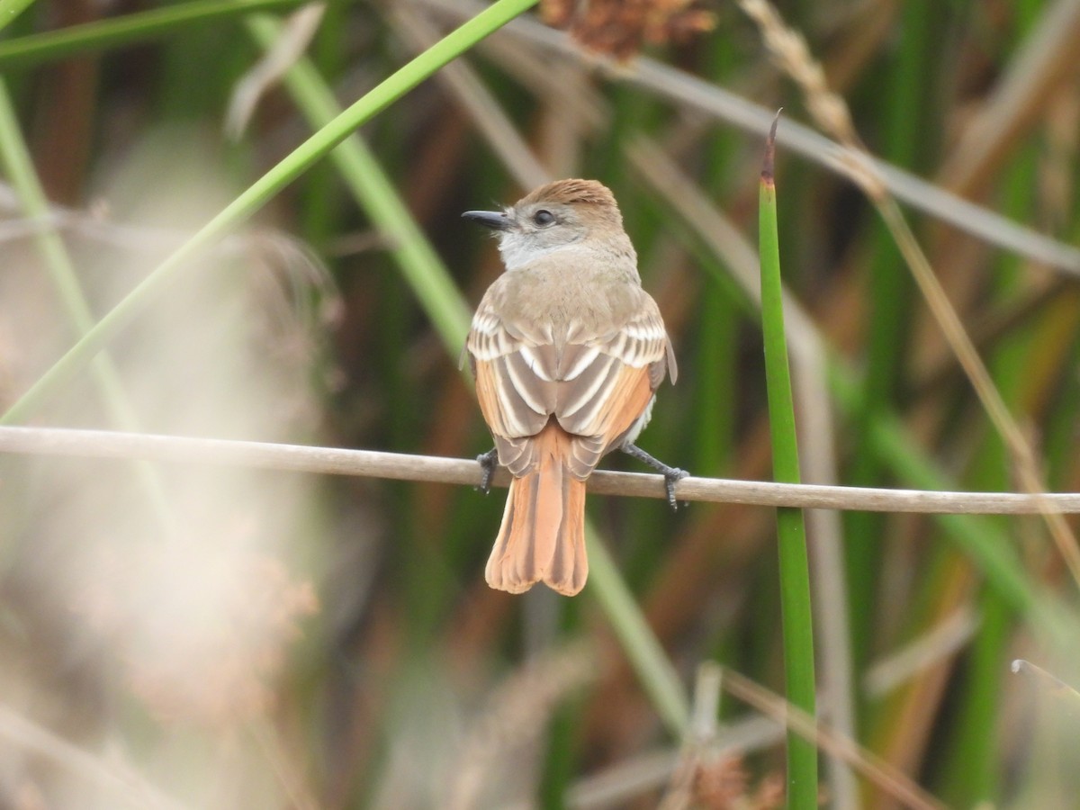 Ash-throated Flycatcher - ML639533015