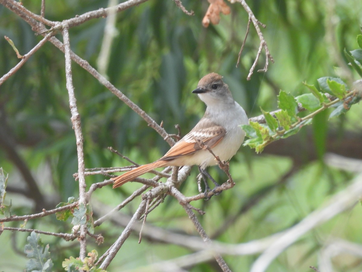 Ash-throated Flycatcher - ML639533016