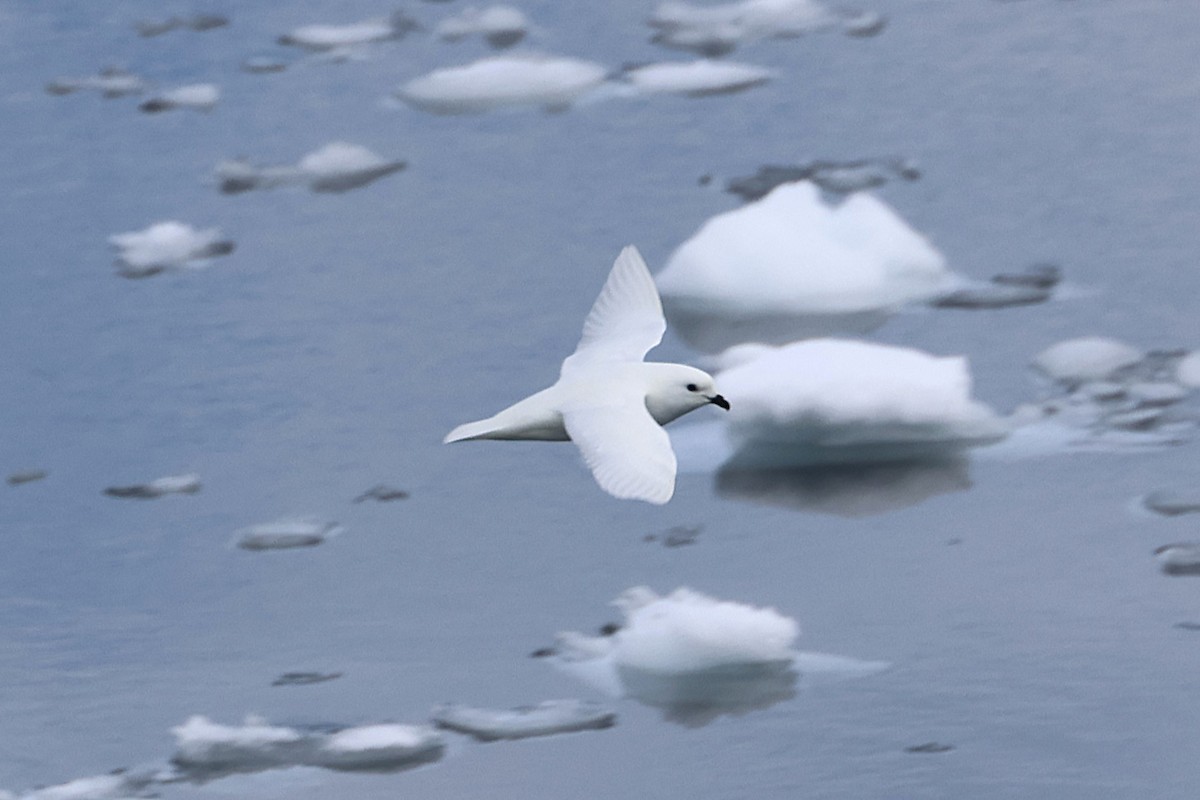 Snow Petrel - ML639533044