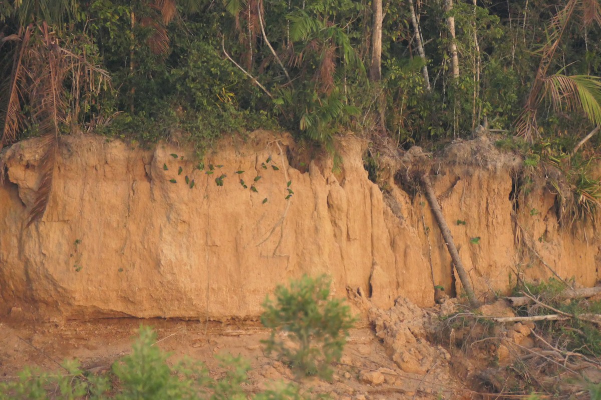 Blue-headed Parrot - ML639533081