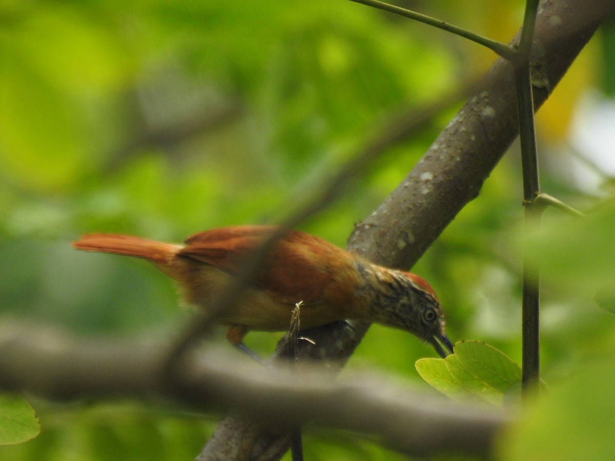 Barred Antshrike - ML639533082