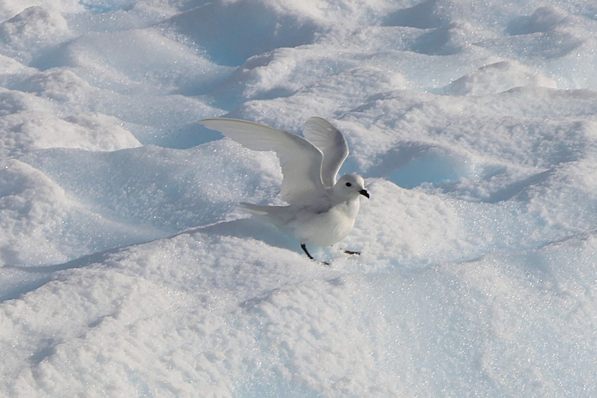 Snow Petrel - ML639533101