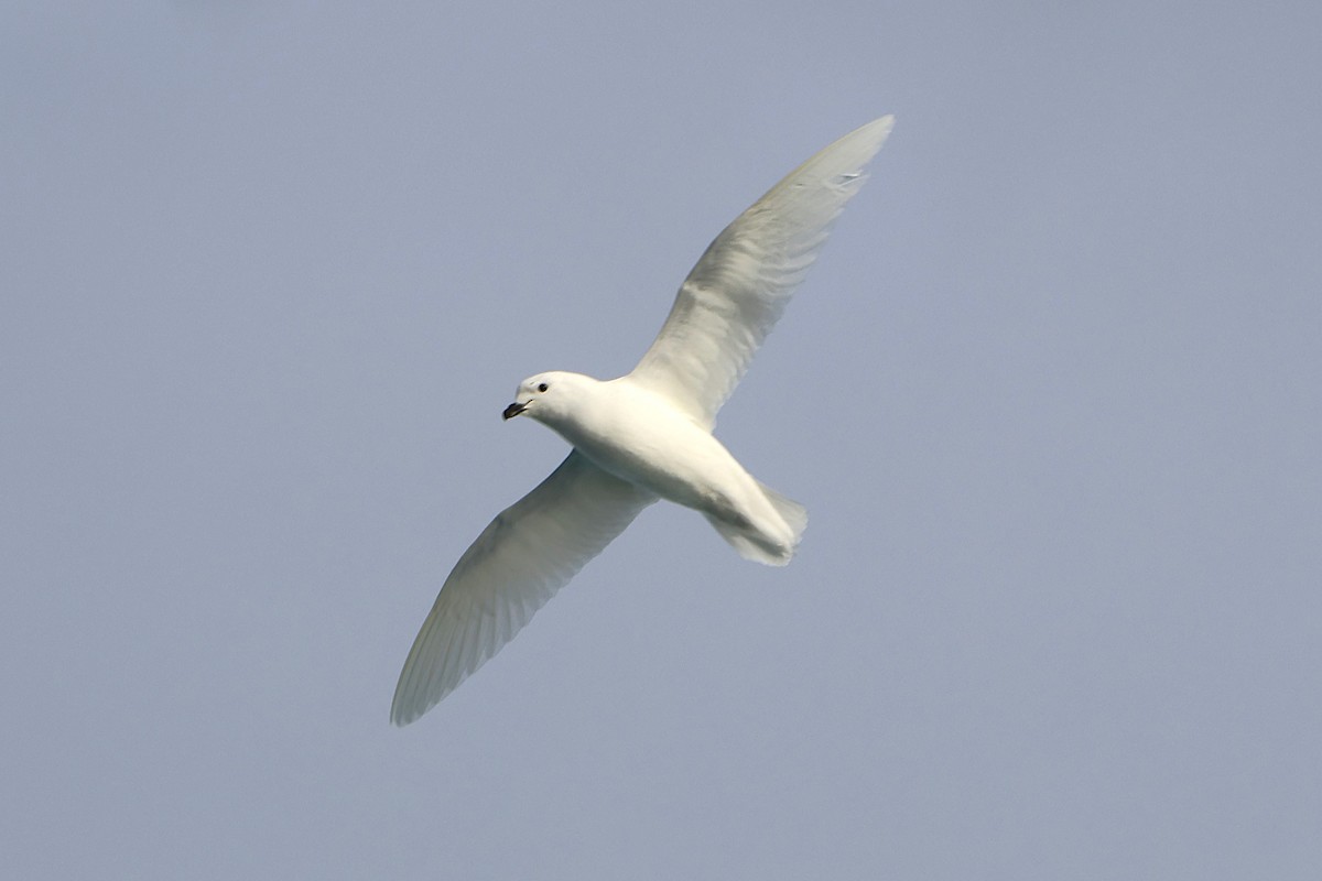 Snow Petrel - ML639533102