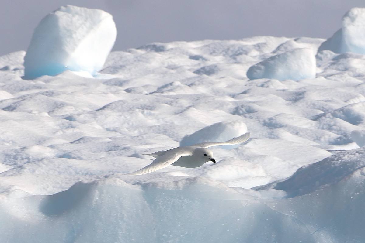 Snow Petrel - ML639533103