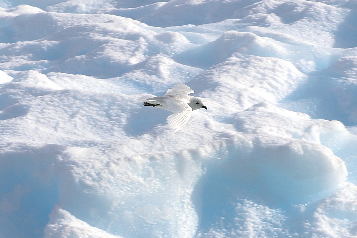 Snow Petrel - ML639533109