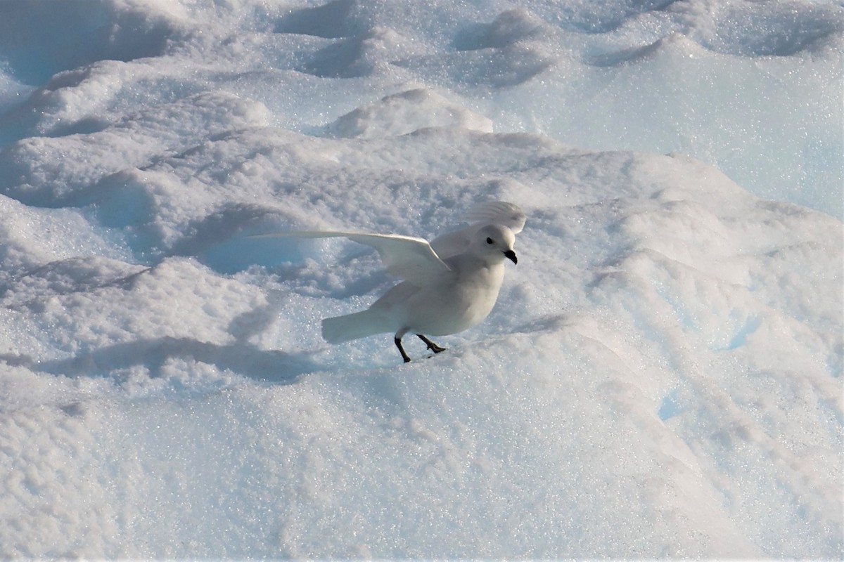 Snow Petrel - ML639533110