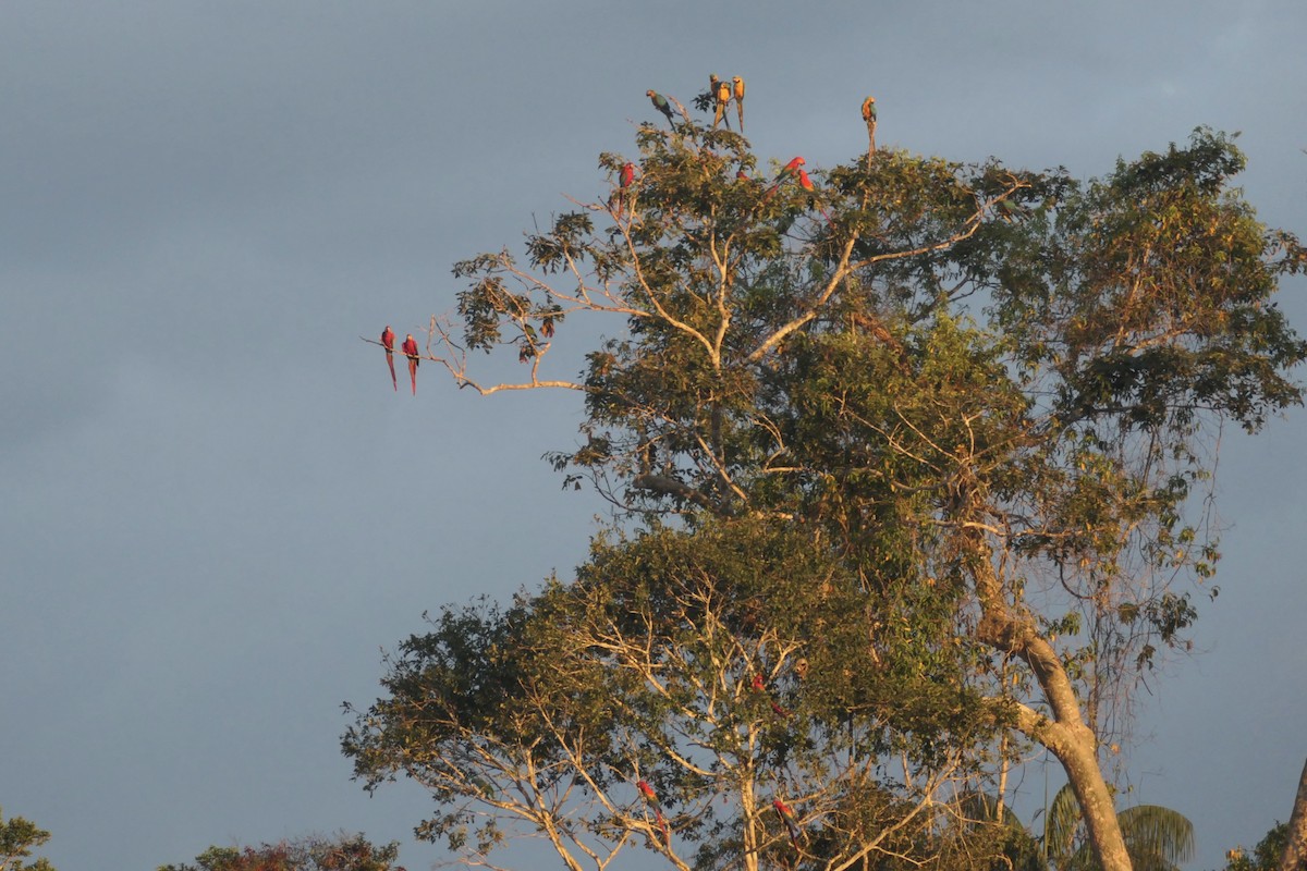 Scarlet Macaw - ML639533121