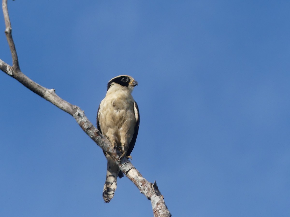 Laughing Falcon - ML639533175