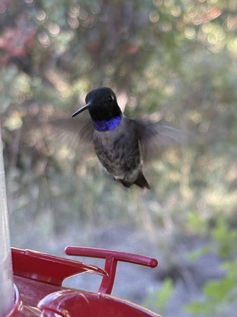 Black-chinned Hummingbird - ML639533187