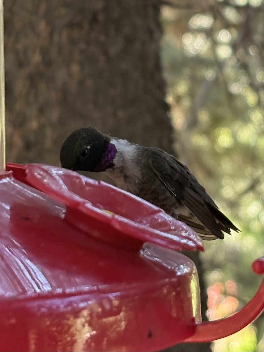 Black-chinned Hummingbird - ML639533189
