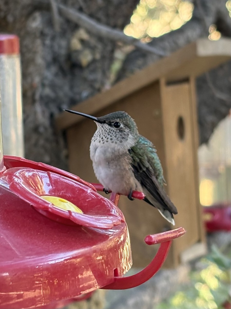 Black-chinned Hummingbird - ML639533190