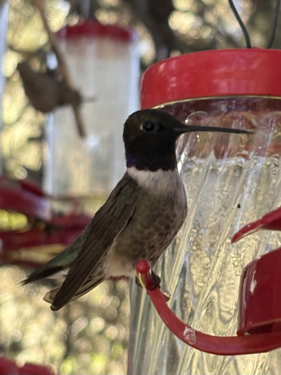 Black-chinned Hummingbird - ML639533191