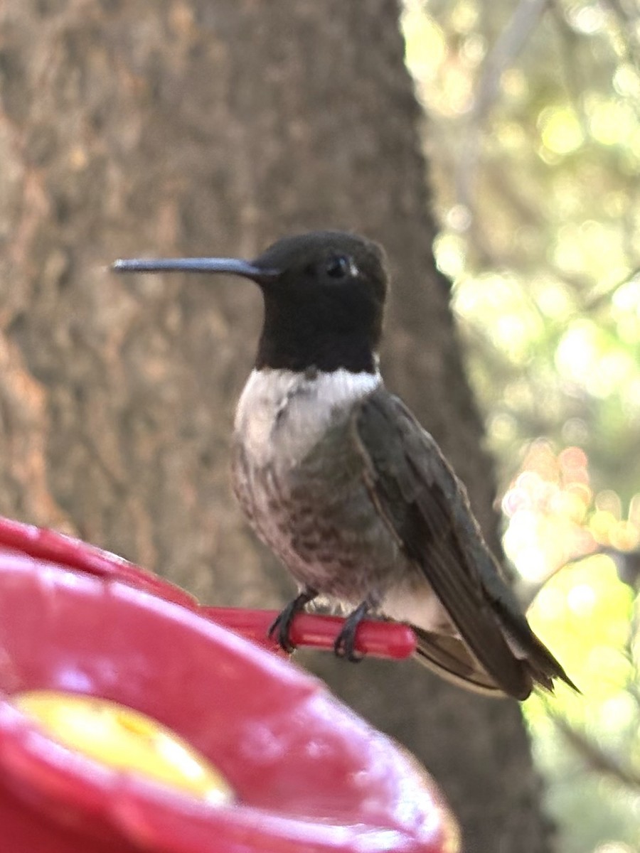 Black-chinned Hummingbird - ML639533192