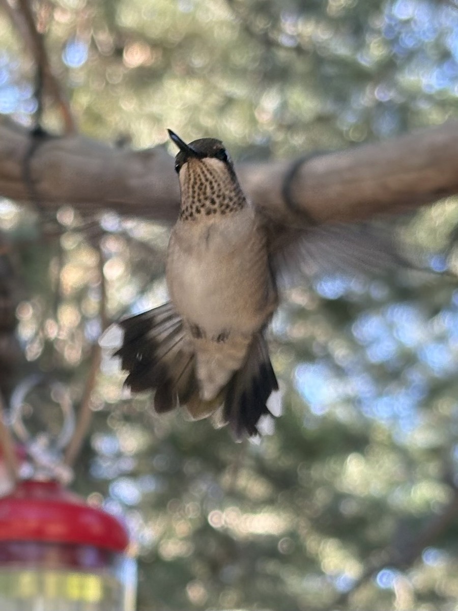 Black-chinned Hummingbird - ML639533193