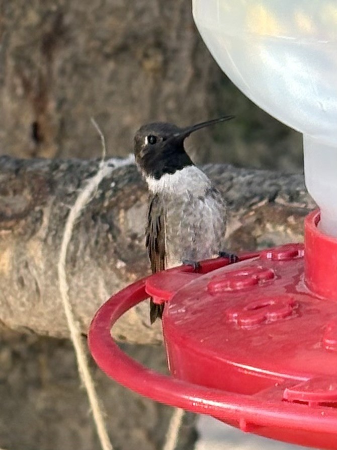 Black-chinned Hummingbird - ML639533194