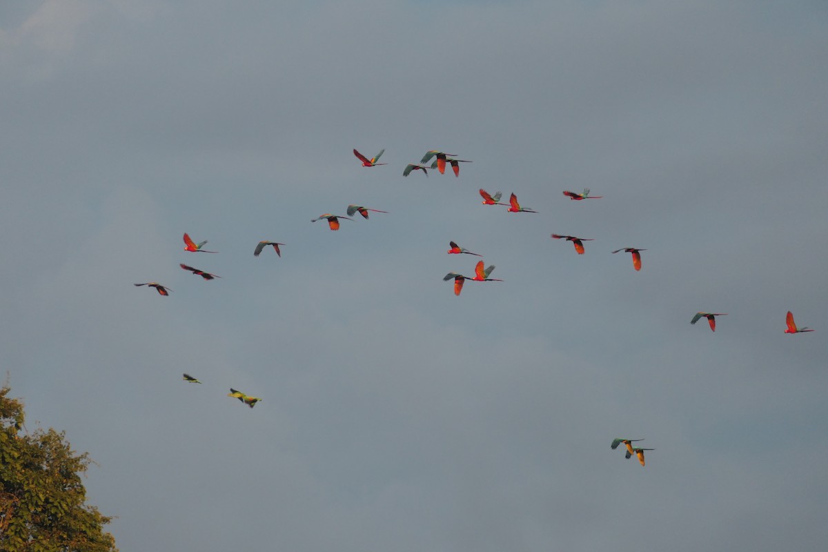 Scarlet Macaw - ML639533200