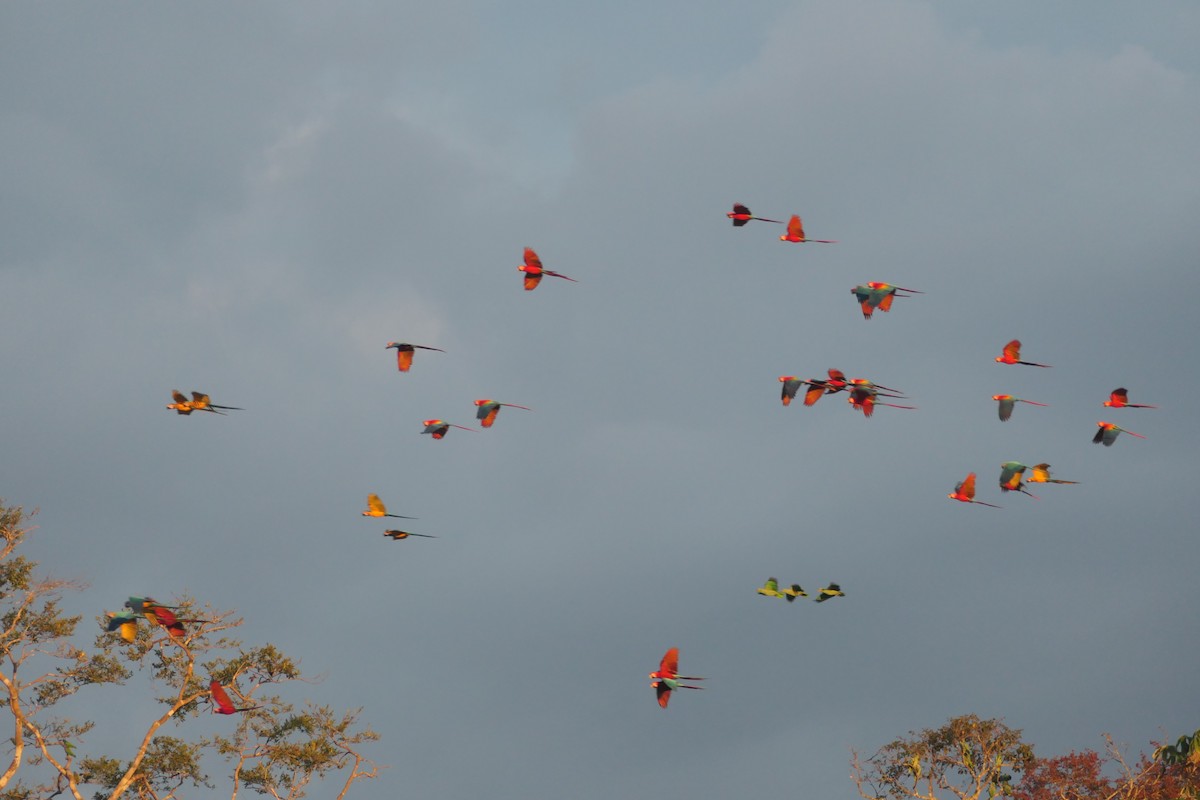 Scarlet Macaw - ML639533201