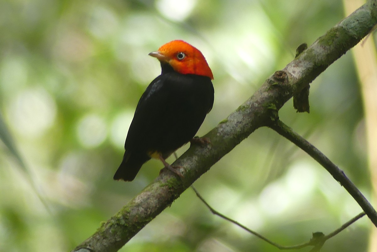 Red-capped Manakin - ML639533222